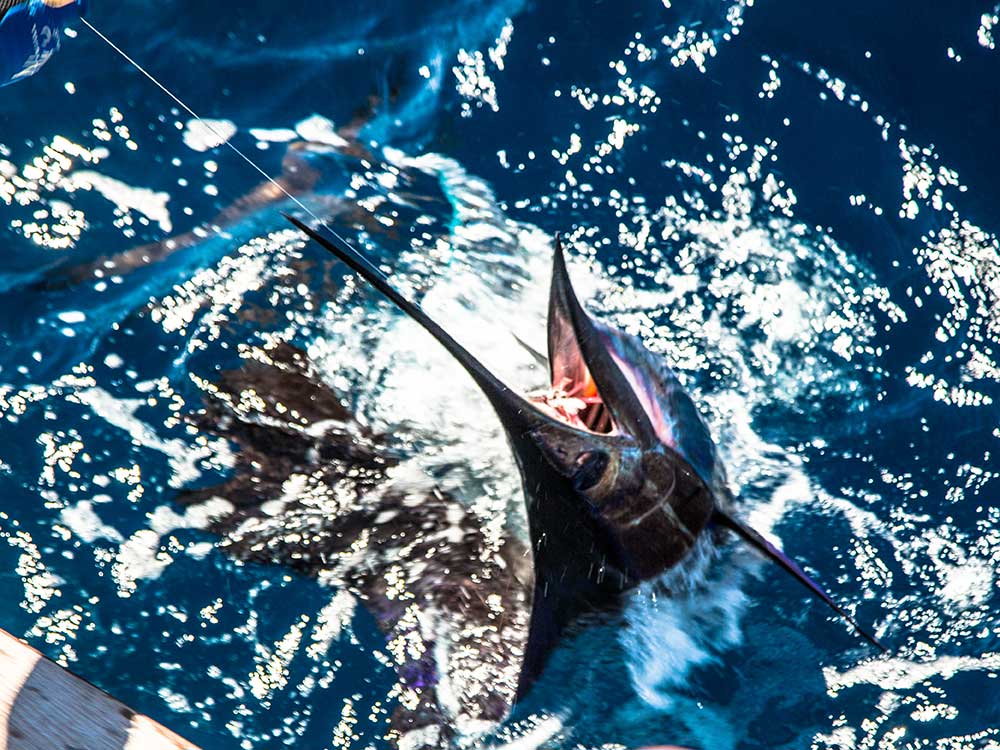 2017 el salvador international billfish tournament