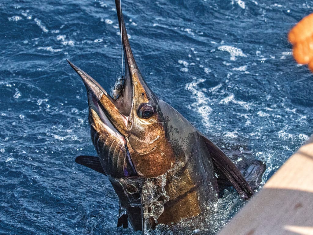 sailfish at the boat