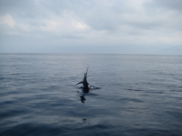 sailfish-photo-contest0097.jpg