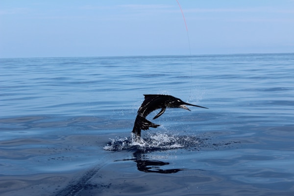 sailfish-photo-contest0098.jpg