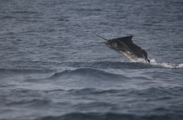 sailfish-photo-contest0102.jpg