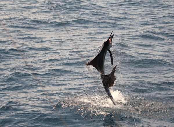 sailfish-photo-contest0103.jpg