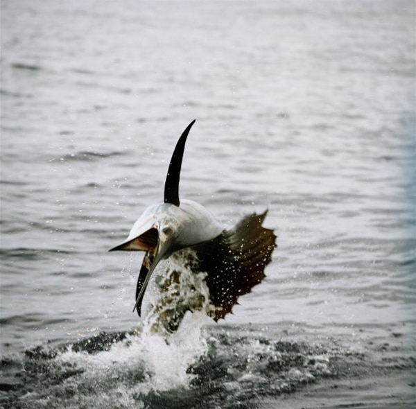 sailfish-photo-contest0104.jpg