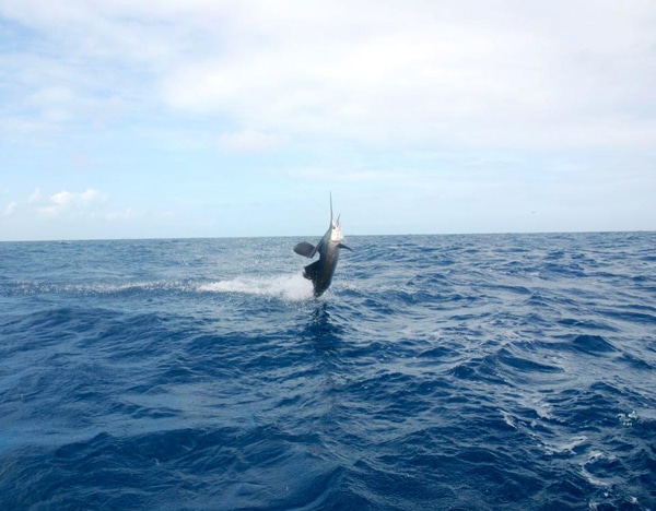 sailfish-photo-contest0106.jpg