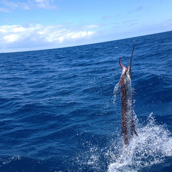 sailfish-photo-contest0107.jpg