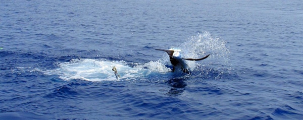 sailfish-photo-contest0109.jpg