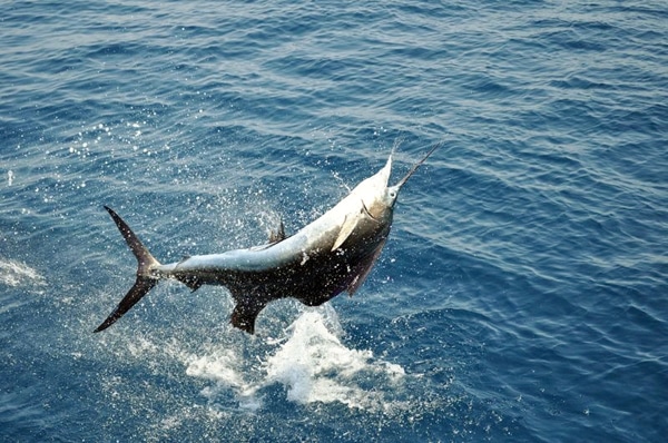 sailfish-photo-contest0111.jpg