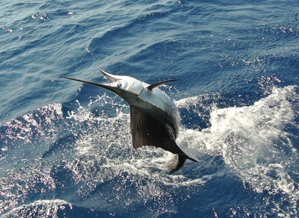 sailfish-photo-contest0114.jpg