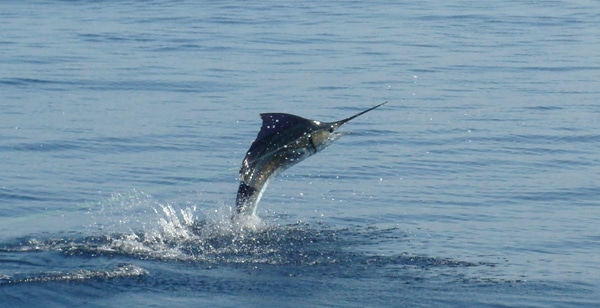 sailfish-photo-contest0115.jpg