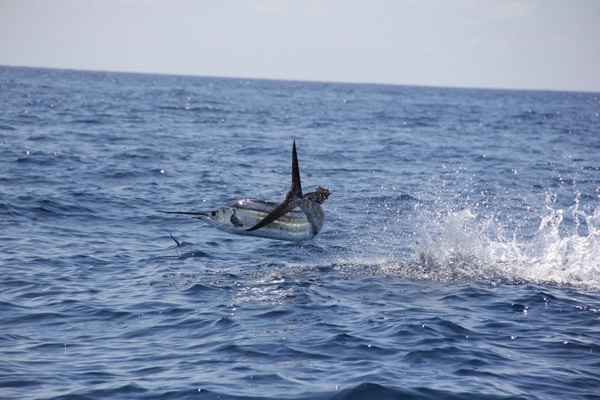 sailfish-photo-contest0118.jpg