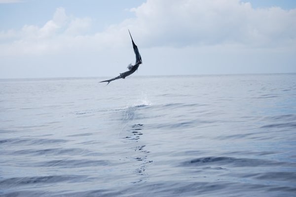 sailfish-photo-contest0123.jpg