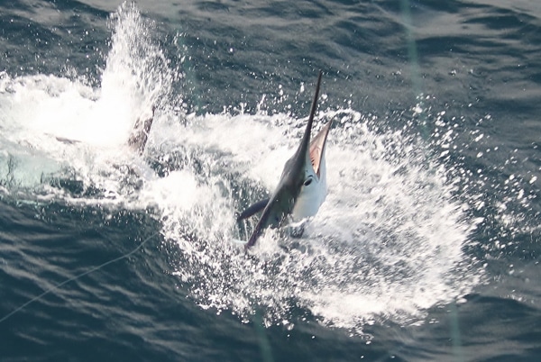 sailfish-photo-contest0125.jpg