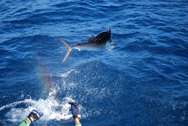 sailfish-photo-contest0128.jpg