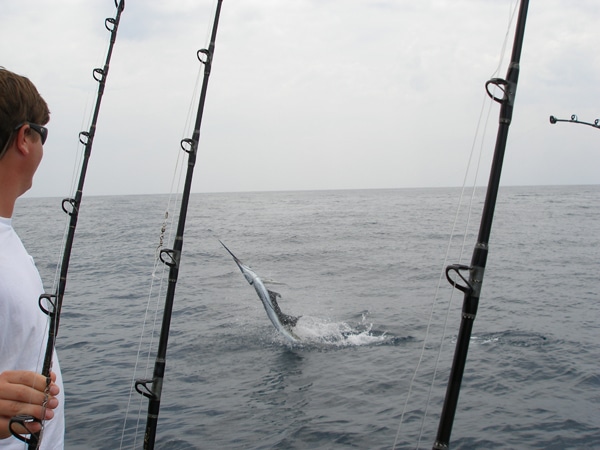 sailfish-photo-contest0130.jpg