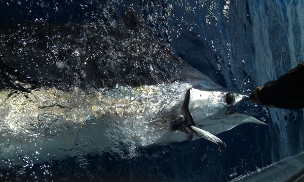 sailfish-photo-contest0131.jpg