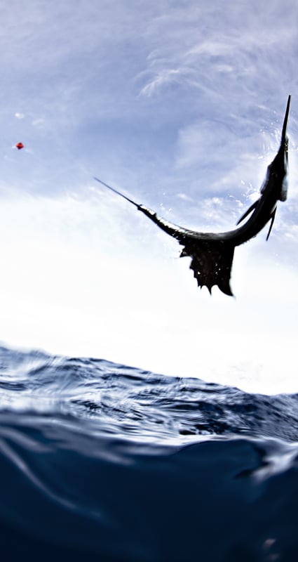 sailfish-photo-contest0132.jpg