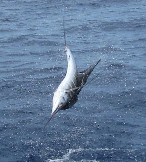 sailfish-photo-contest0133.jpg