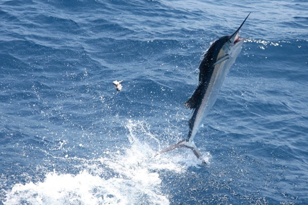 sailfish-photo-contest0135.jpg