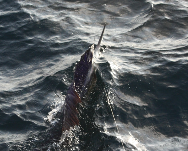 sailfish-photo-contest0137.jpg