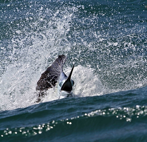 sailfish-photo-contest0141.jpg