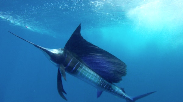 sailfish-photo-contest0142.jpg