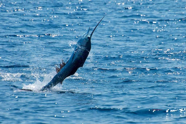 sailfish-photo-contest0144.jpg