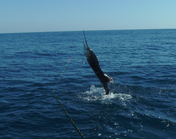 sailfish-photo-contest0145.jpg