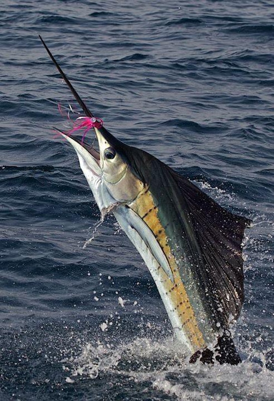 sailfish-photo-finalists0147.jpg