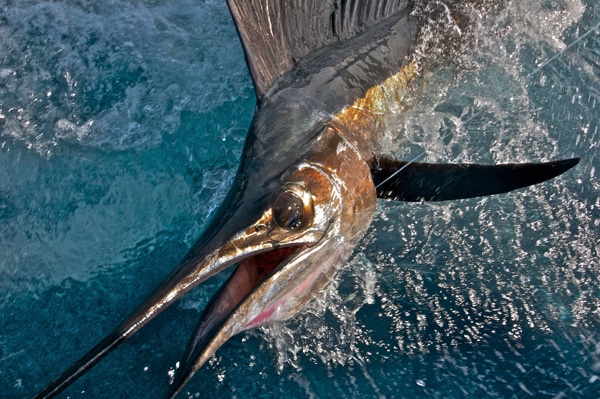 sailfish-photo-finalists0150.jpg