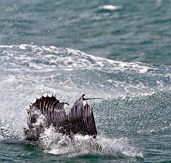 sailfish-photo-finalists0151.jpg