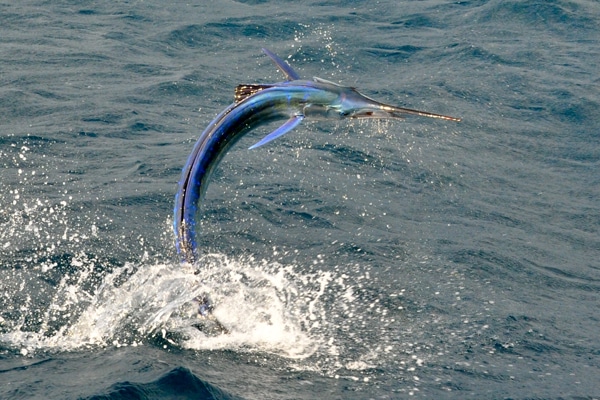 sailfish-photo-finalists0152.jpg