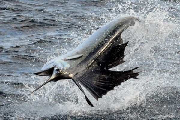 sailfish-photo-finalists0153.jpg