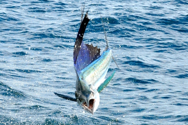 sailfish-photo-finalists0155.jpg