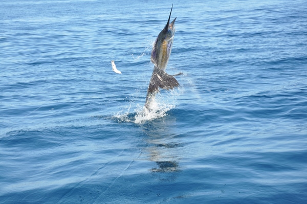 sailfish-photo-finalists0156.jpg