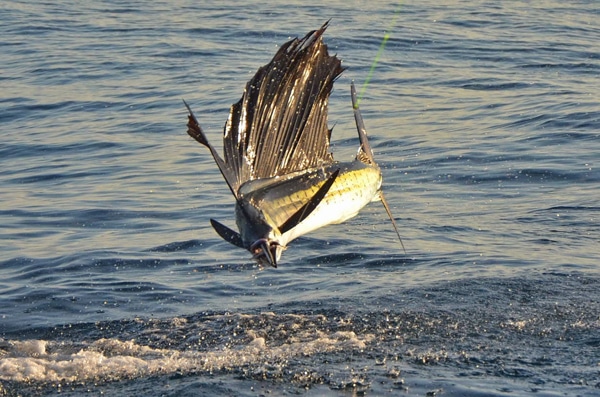 sailfish-photo-finalists0158.jpg