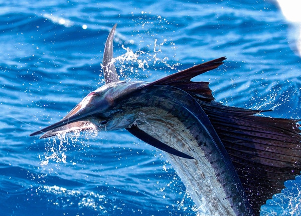 sailfish-photo-finalists0162.jpg