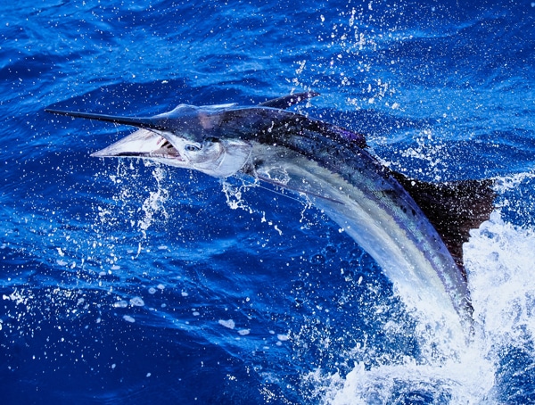 sailfish-photo-finalists0164.jpg