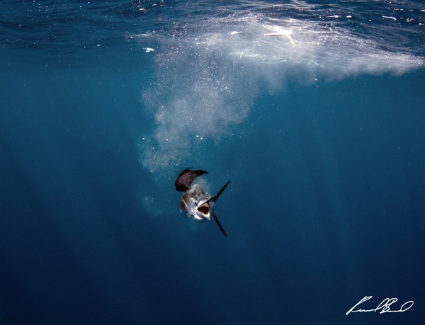 sailfish-photo-finalists0165.jpg