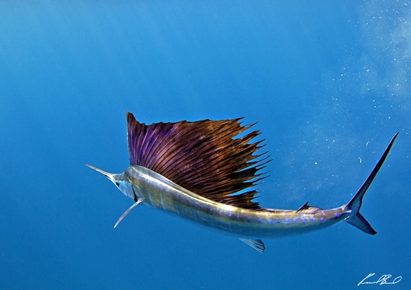 sailfish-photo-finalists0166.jpg