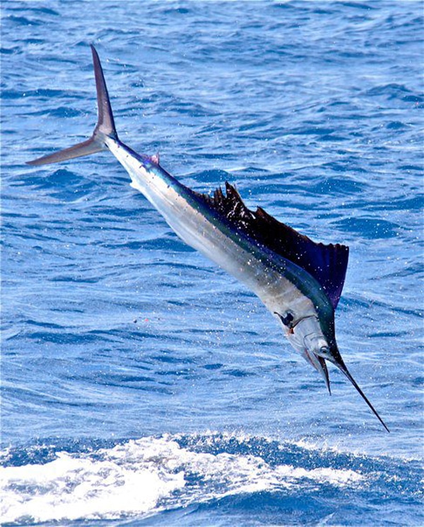 sailfish-photo-finalists0167.jpg