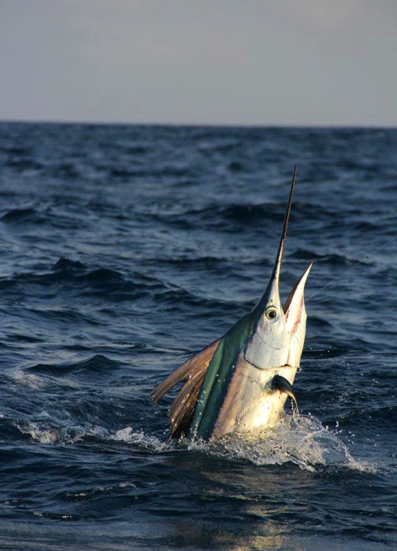 sailfish-photo-finalists0173.jpg