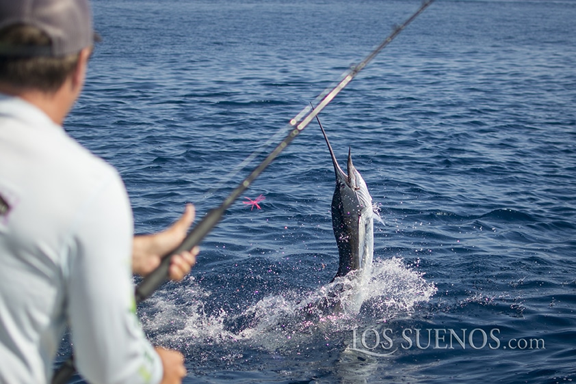 2017 Los Sueños Signature Triple Crown Leg II