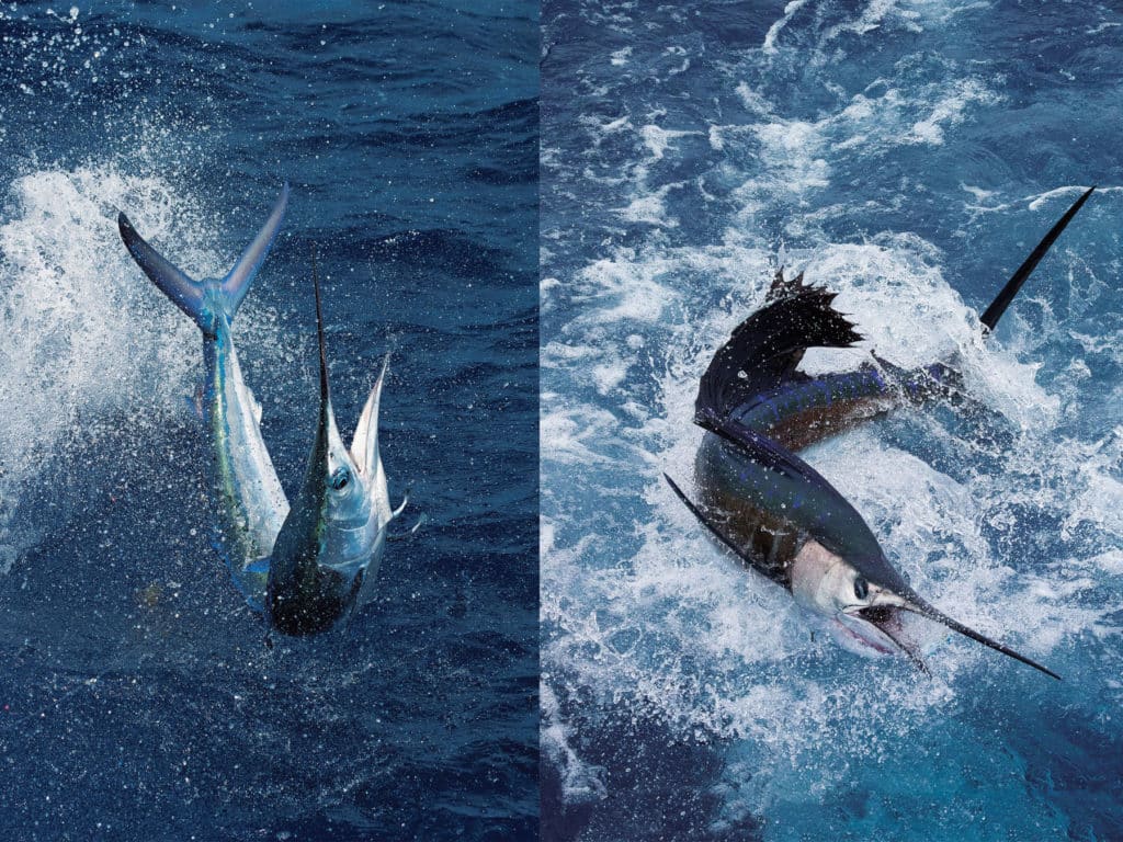 Ocean City white marlin and Stuart sailfish action photo