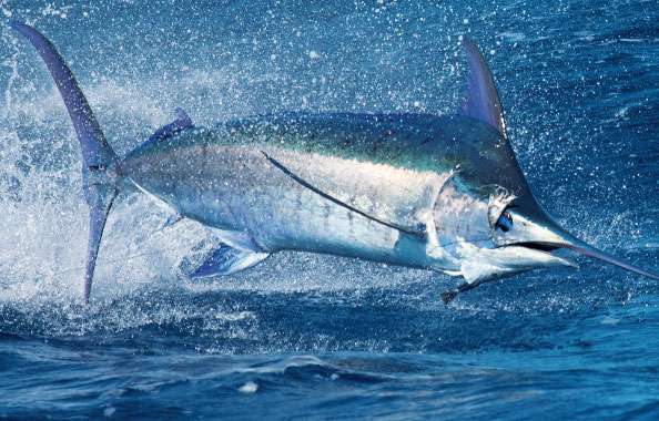 fishing in Samoa