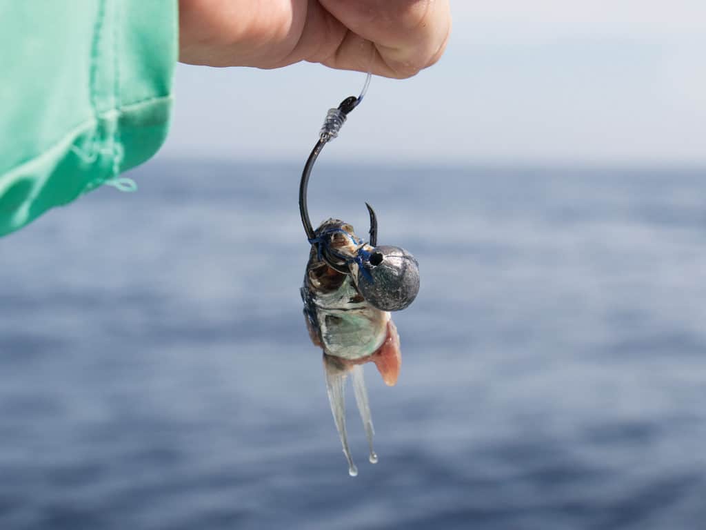 Sailfish-Guatemala-Fishing