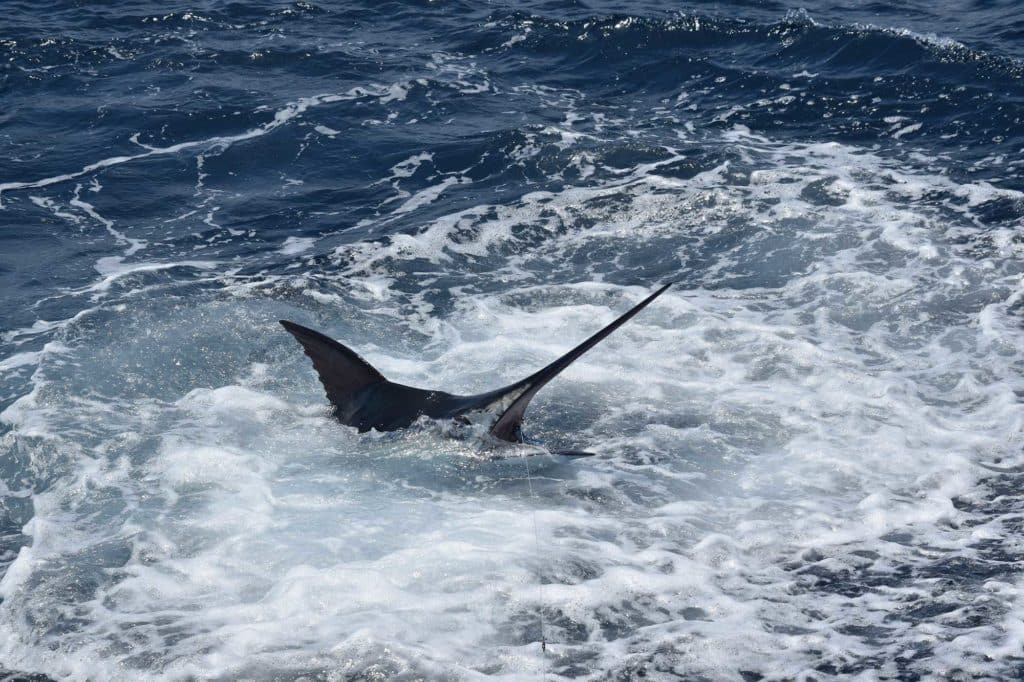 Wounded Vets Tackle Billfish in Costa Rica