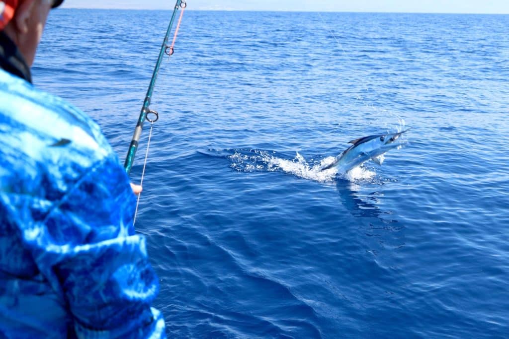 spearfish jumping off Kona, Hawaii