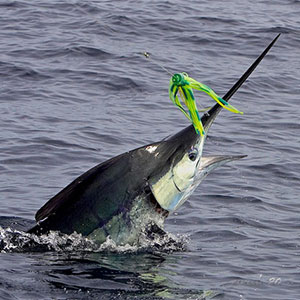 Best Offshore Fishing Lures for Marlin, Swordfish and Sailfish