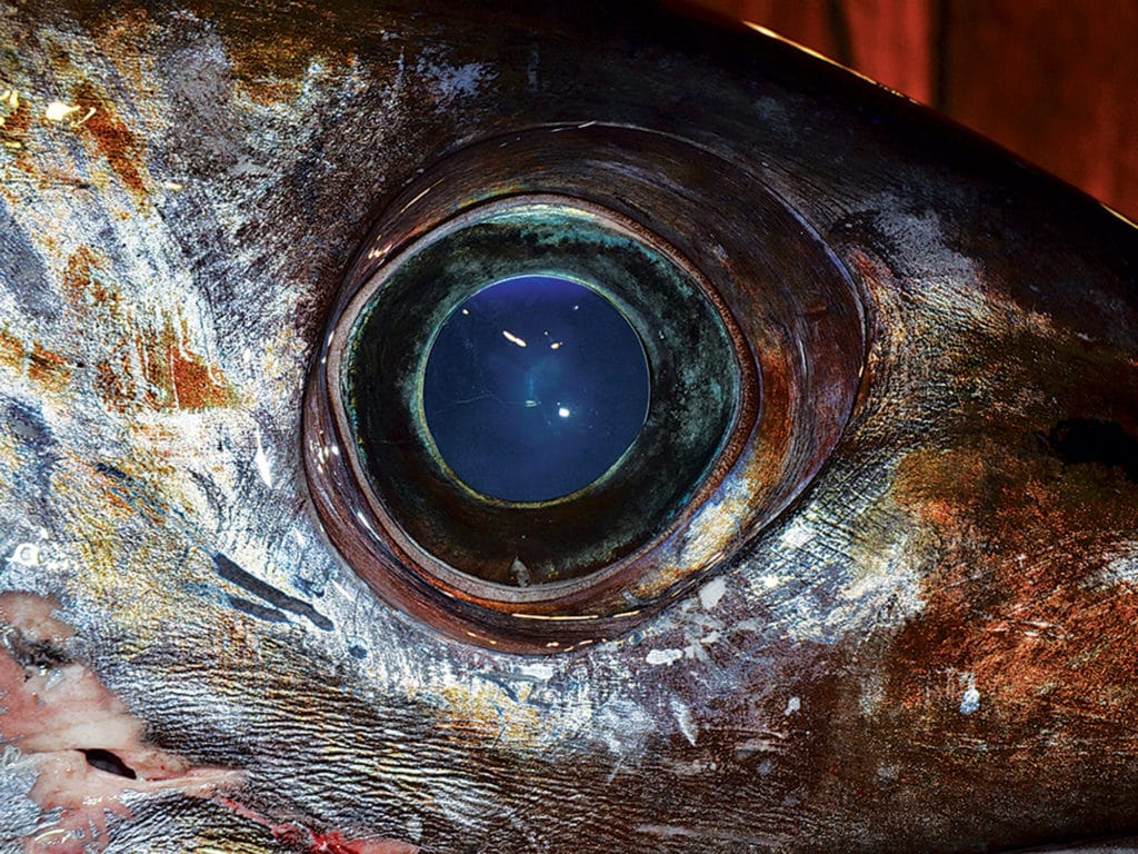 swordfish eye