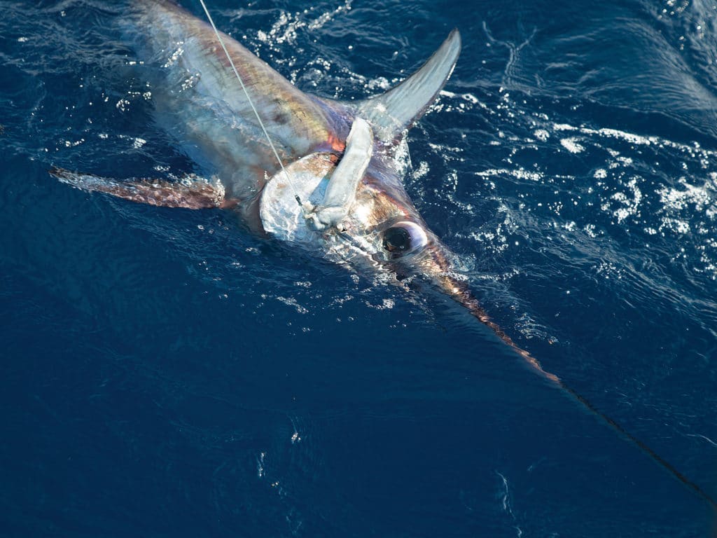 daytime swordfish and squid bait